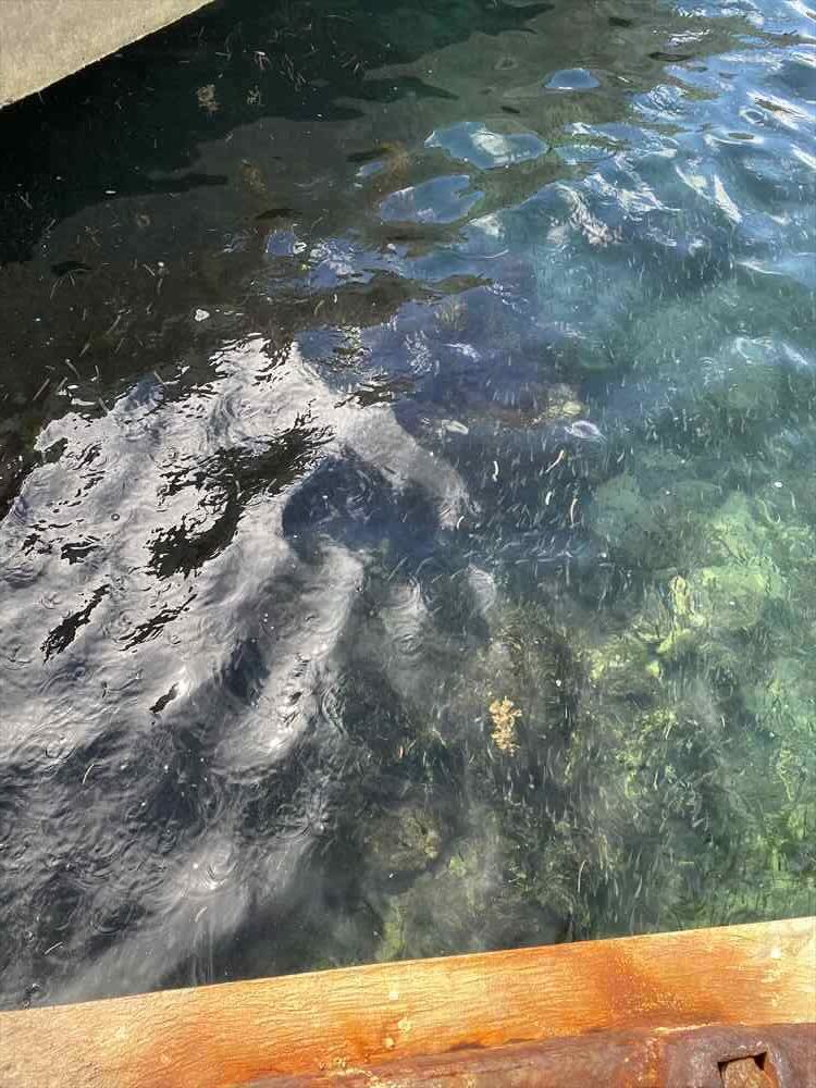 オランゴ島は港にも魚がいっぱい