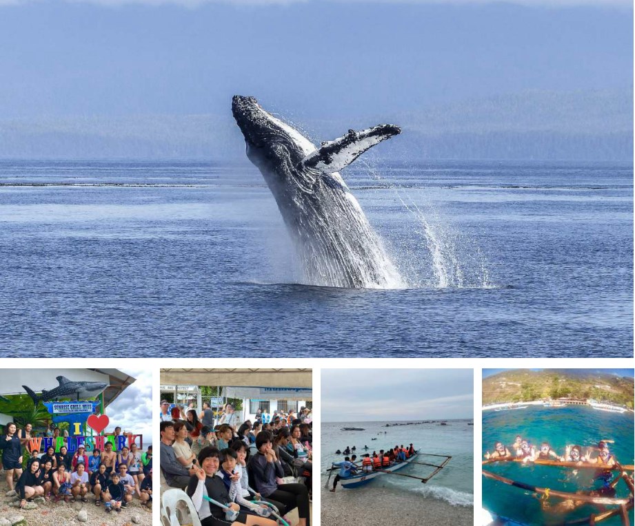 ジンベイザメ体験