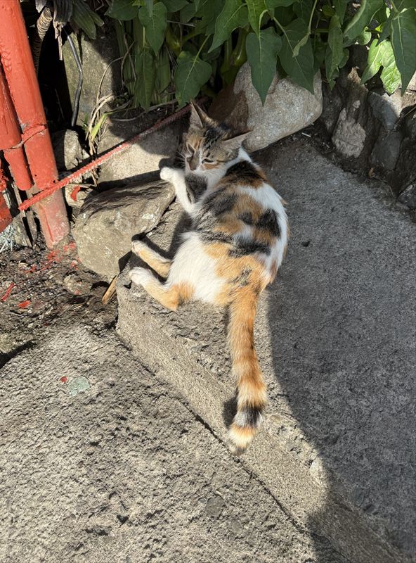 MONOL近くで日向ぼっこをする三毛猫