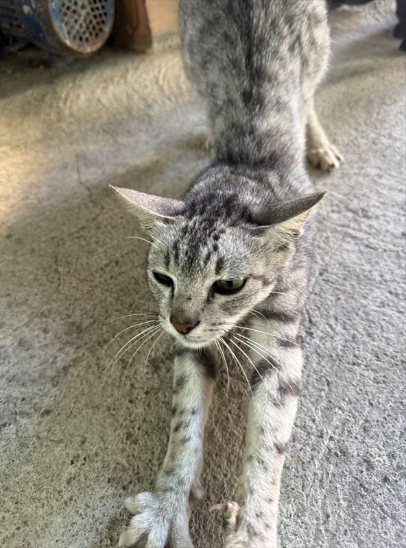 人懐っこい猫